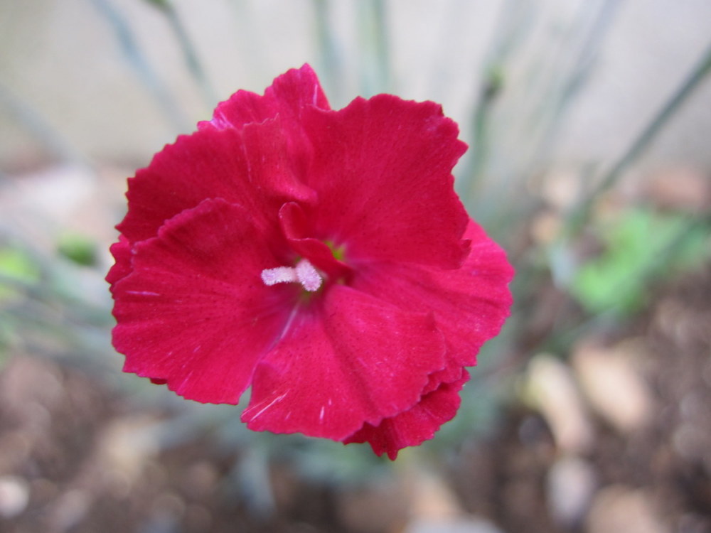 Dianthus 'Fusilier' - 9cm pot