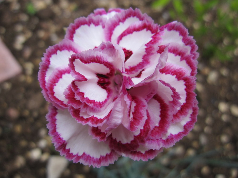 Dianthus 'Gran's Favourite' - 9cm pot