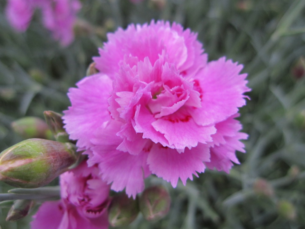 Dianthus 'Whatfield Can Can' - 9cm pot