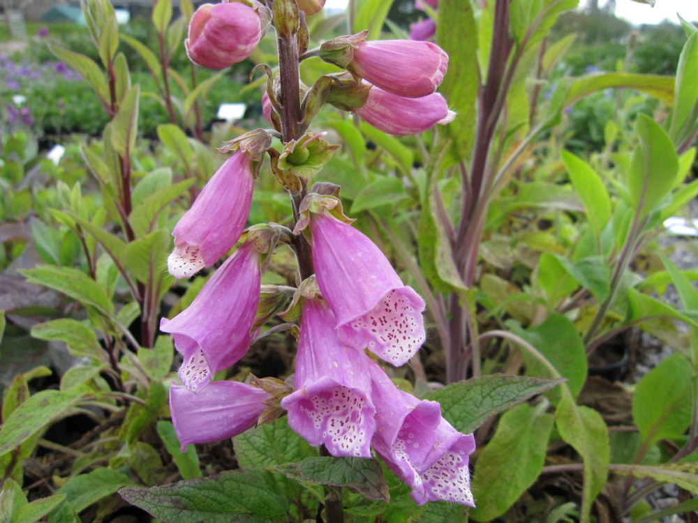 Digitalis purpurea - 9cm pot