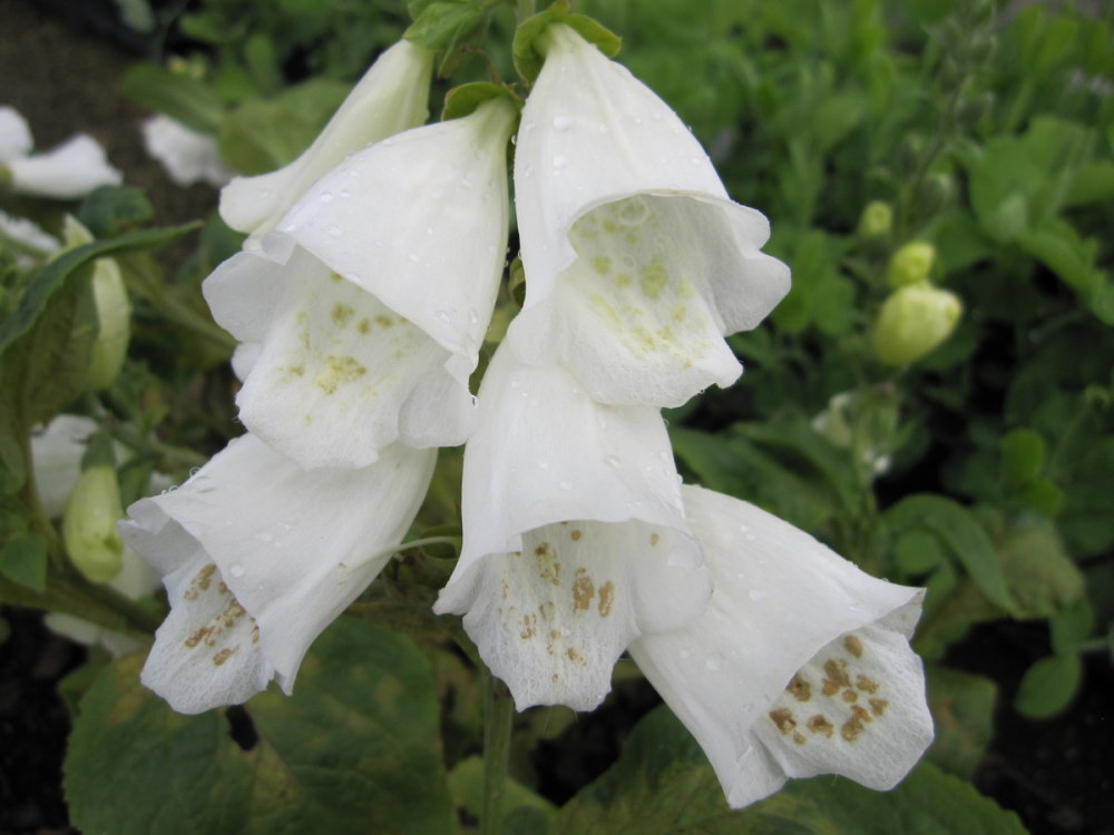 Digitalis purpurea f. albiflora - 9cm pot