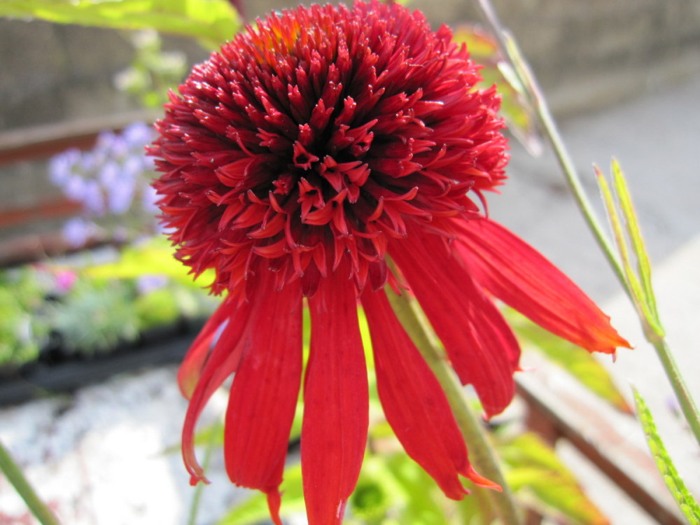 Echinacea 'Eccentric' - 9cm pot