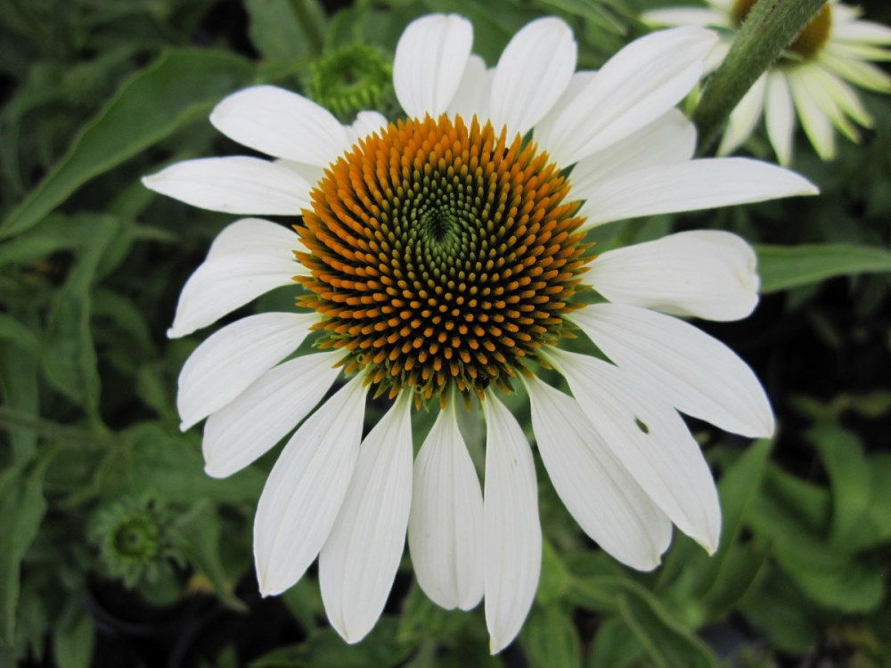 Echinacea purpurea White Swan - 9cm pot