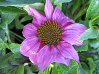 Echinacea purpurea PowWow Wild Berry - 2 litre pot