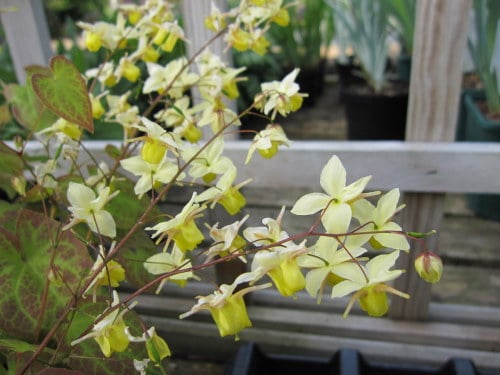 Epimedium x versicolor 'Sulphureum' - 9cm pot