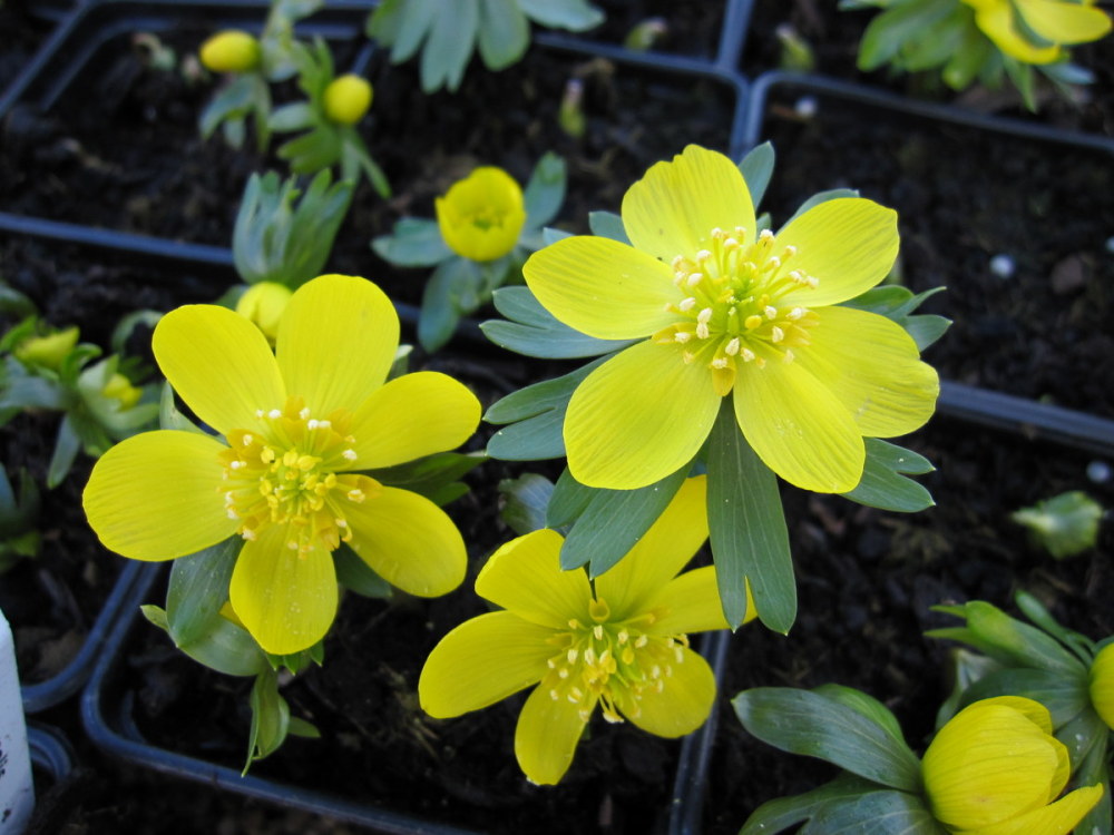 Eranthis hyemalis - 9cm pot