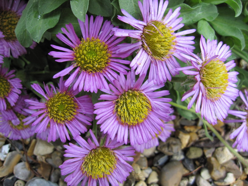 Erigeron glaucus 'Sea Breeze' - 9cm pot