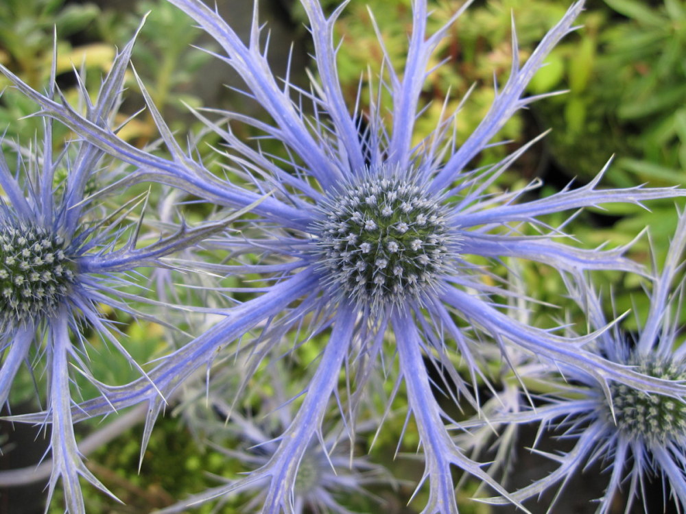 Eryngium 'Pen Blue' - 9cm pot