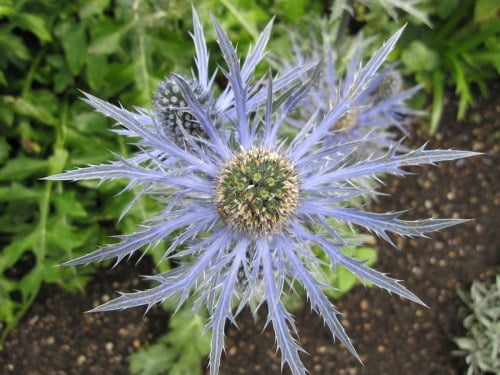 Eryngium x zabelii 'Big Blue' - 9cm pot