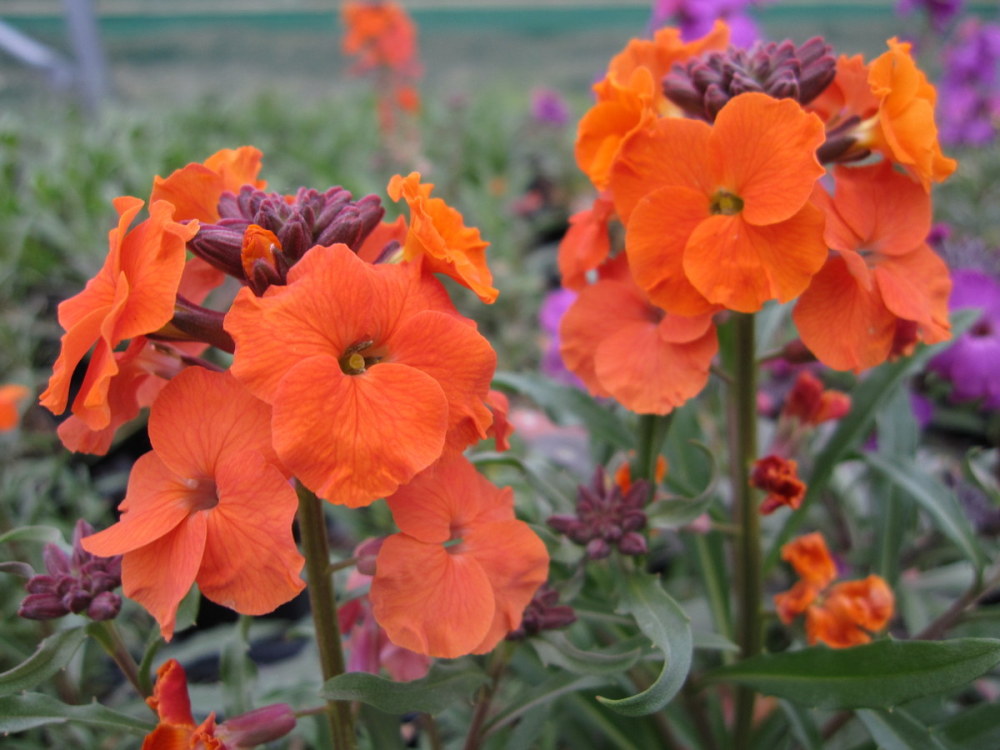 Erysimum 'Apricot Twist' - 2 litre pot