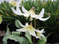 Erythronium californicum White Beauty - 9cm pot