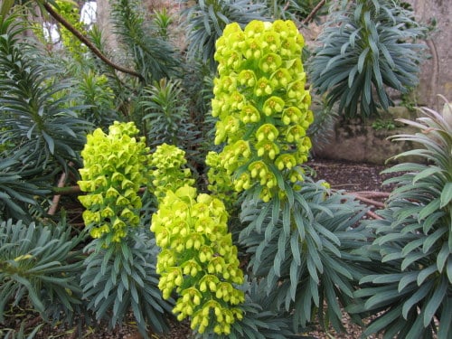 Euphorbia characias ssp. wulfenii - 9 cm  pot