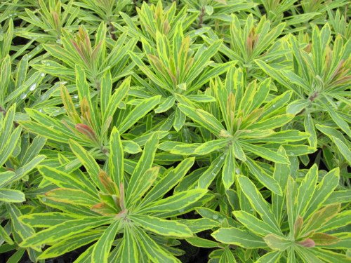 Euphorbia x martinii 'Ascot Rainbow' - 9cm pot