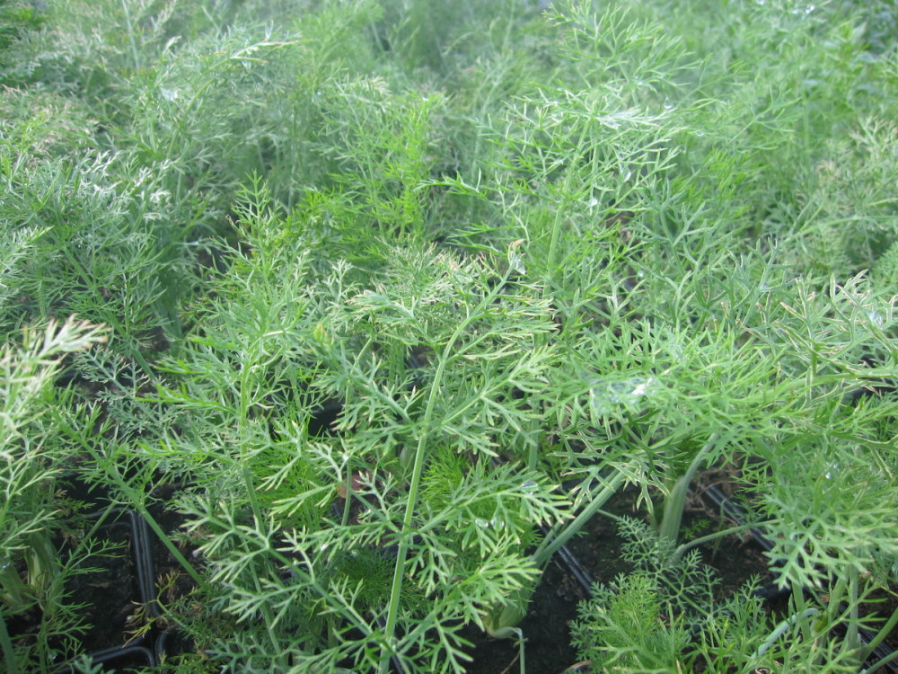 Fennel, Green - 9cm pot