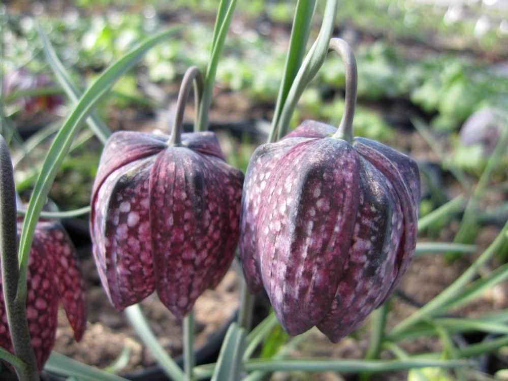 Fritillaria meleagris - 9cm pot