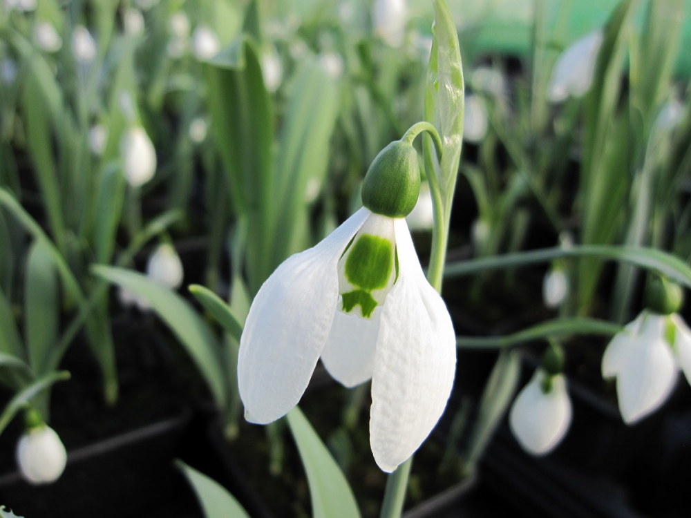 Galanthus elwesii - 9cm pot