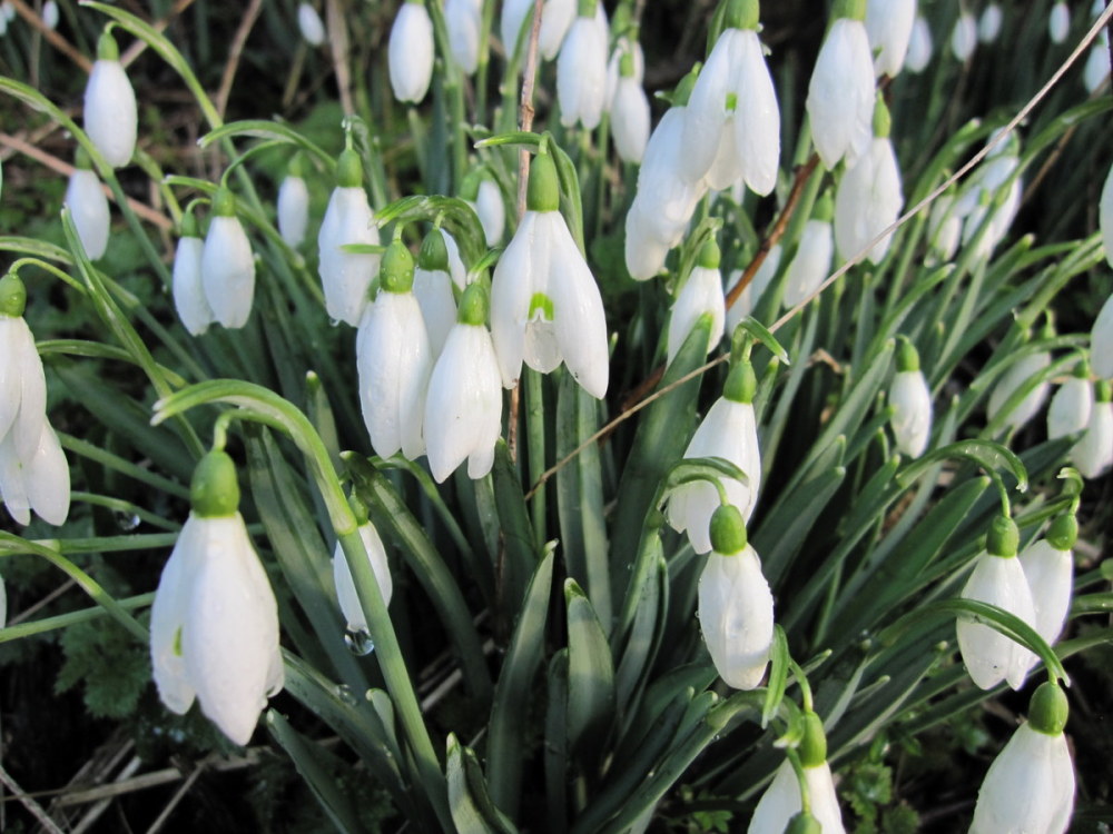 Galanthus nivalis - 9cm pot