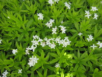 Galium odoratum - 9cm pot