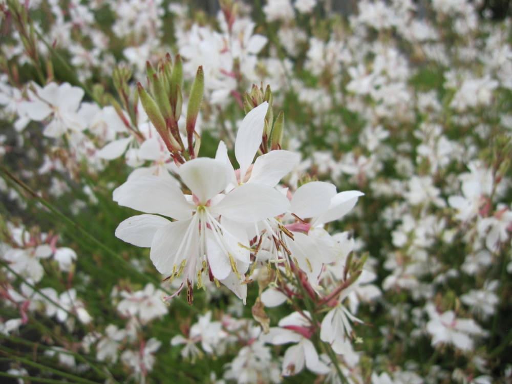 Gaura lindheimeri Karalee White - 2 litre pot