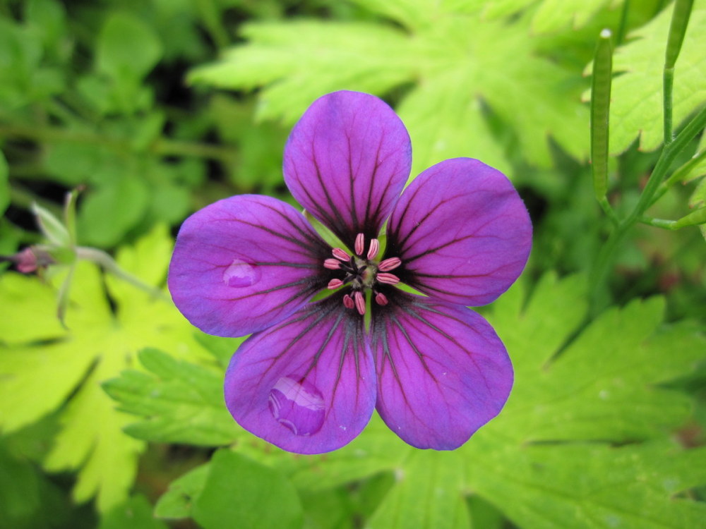 Geranium 'Ann Folkard' - 9cm pot