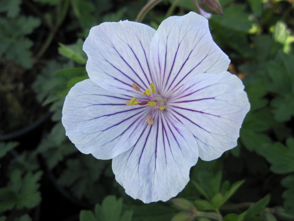 Geranium himalayense 'Derrick Cook' - 9cm pot