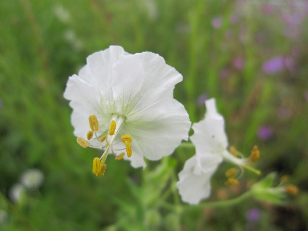 Geranium phaeum 'Album' - 2 litre pot