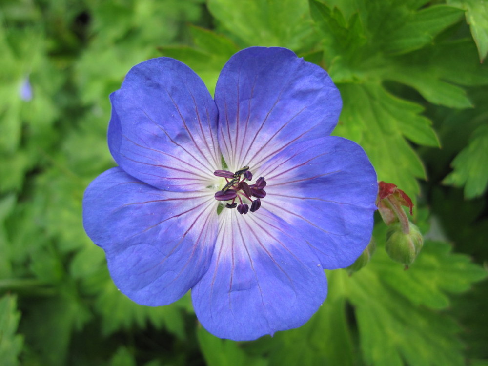 Geranium Rozanne - 9cm pot