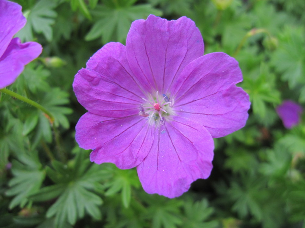 Geranium sanguineum 'Max Frei' - 9cm pot