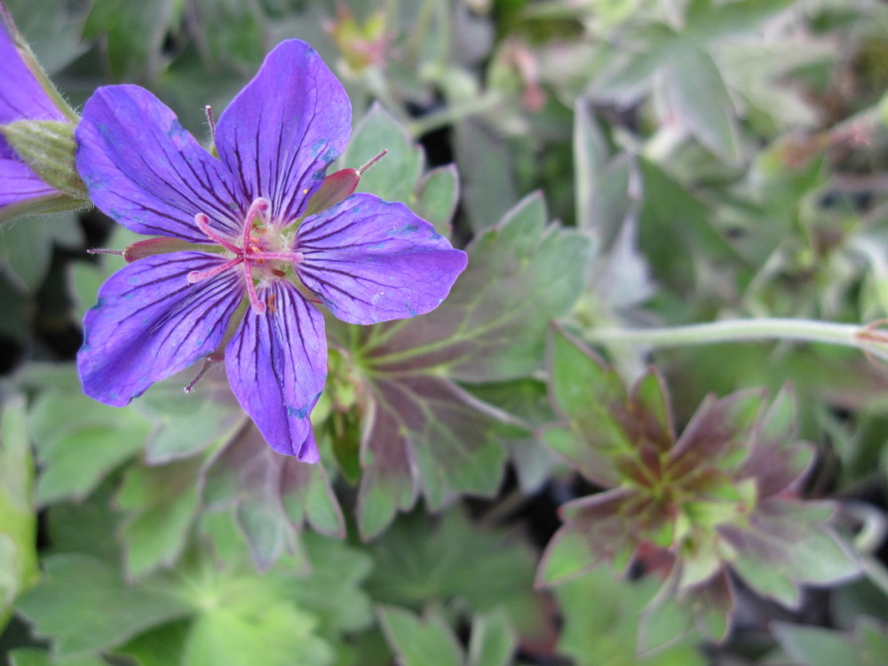 Geranium wlassovianum - 2 litre pot