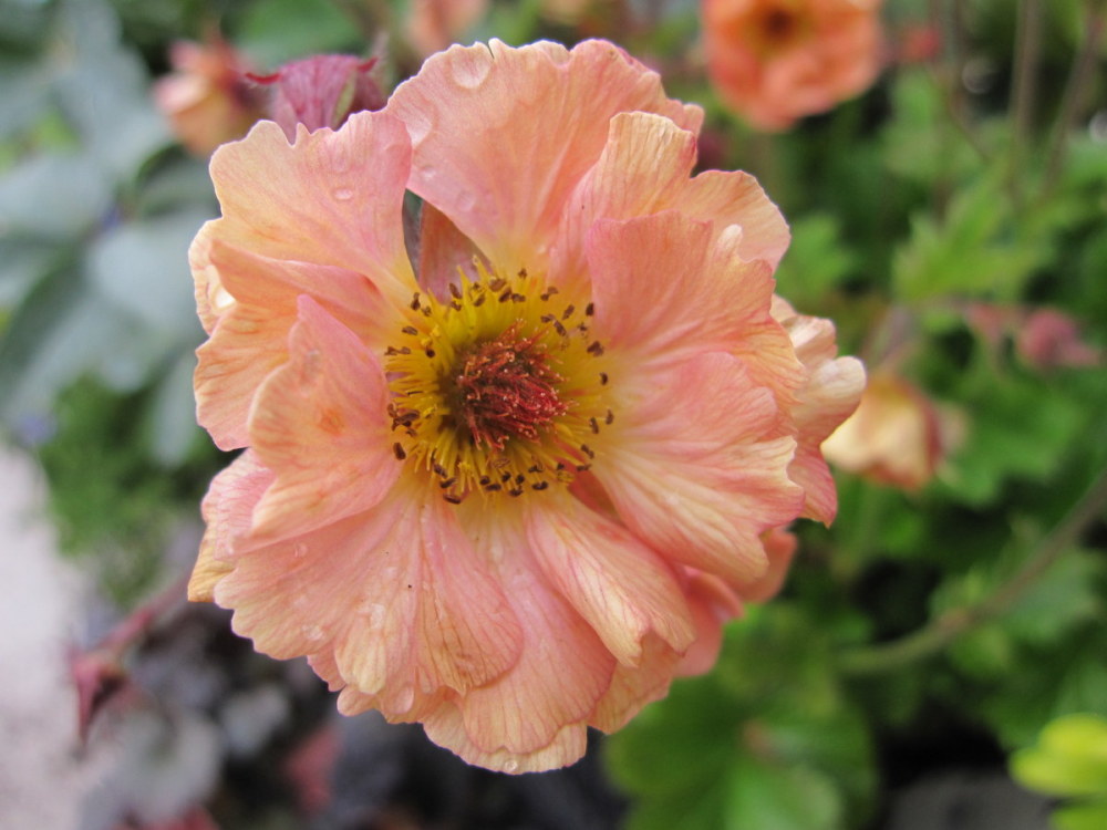Geum 'Mai Tai' - 2 litre pot