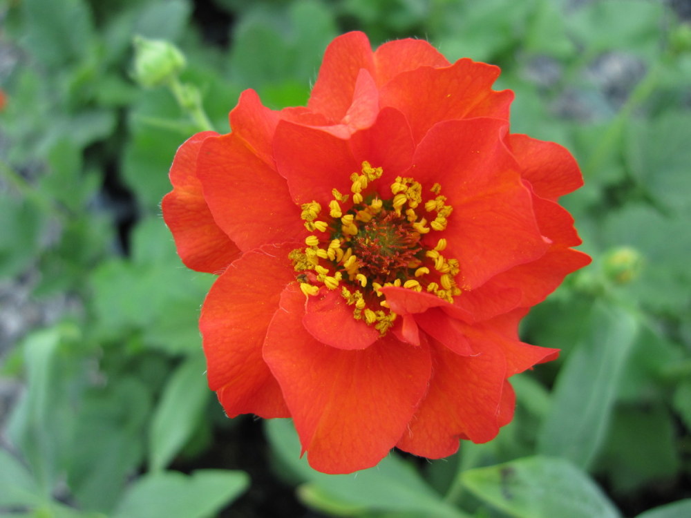 Geum 'Mrs J. Bradshaw' - 2 litre pot