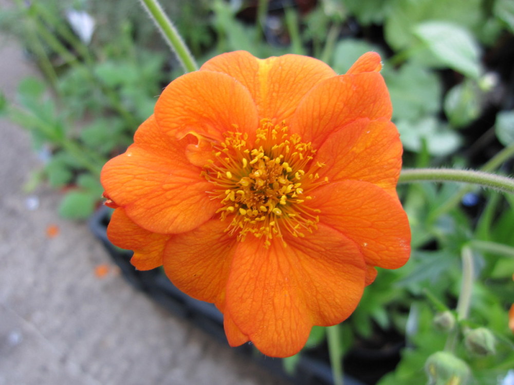 Geum 'Prinses Juliana' - 2 litre pot