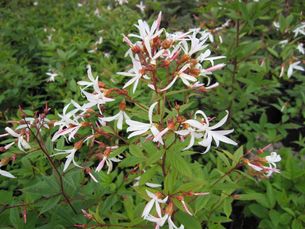 Gillenia trifoliata - 9cm pot