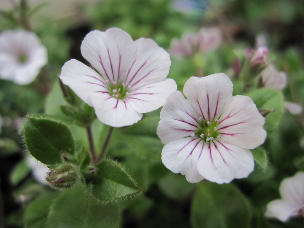 Gypsophila cerastioides - 9cm pot