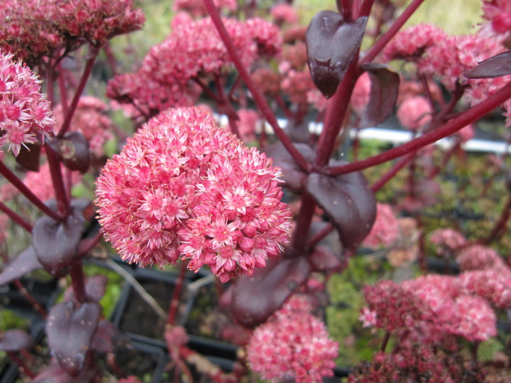 Sedum telephium 'Purple Emperor' - 9cm pot