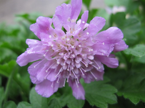 Scabiosa 'Pink Mist' 2 litre pot