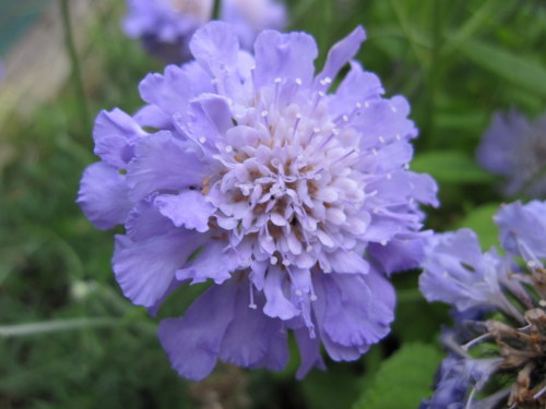 Scabiosa 'Butterfly Blue' 2 litre pot
