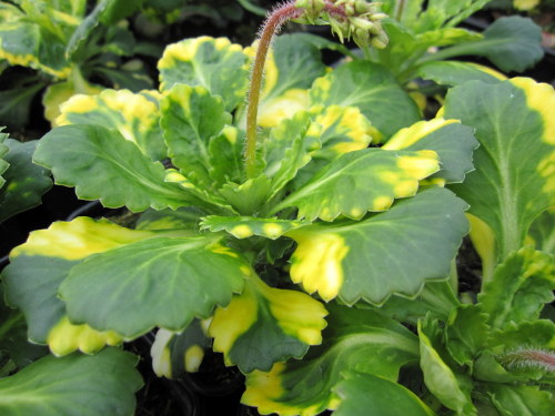 Saxifraga x urbium Variegata - 9cm pot