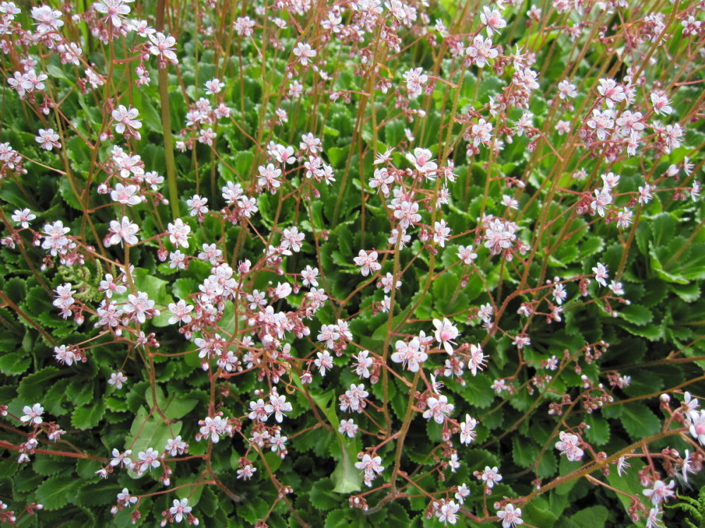 Saxifraga x urbium - 9cm pot