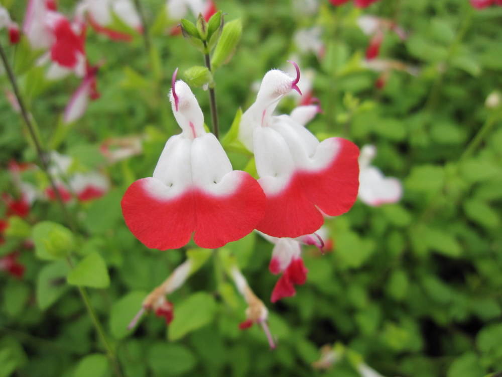 Salvia x jamensis 'Hot Lips' - 9cm pot