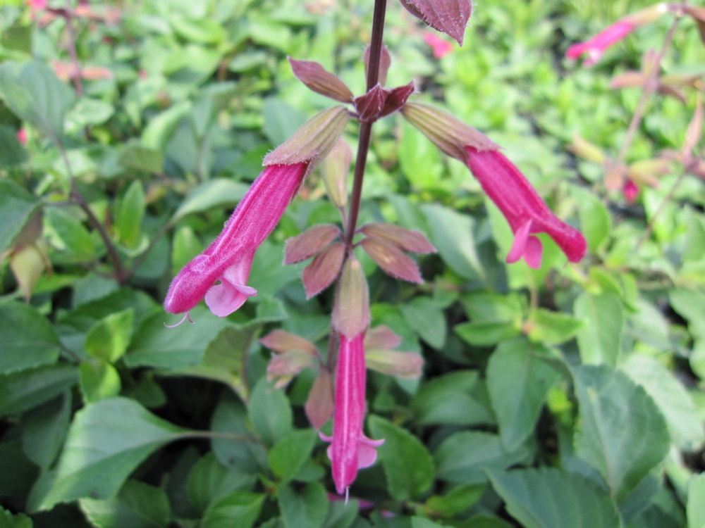 Salvia 'Wendy's Wish' - 2 litre pot