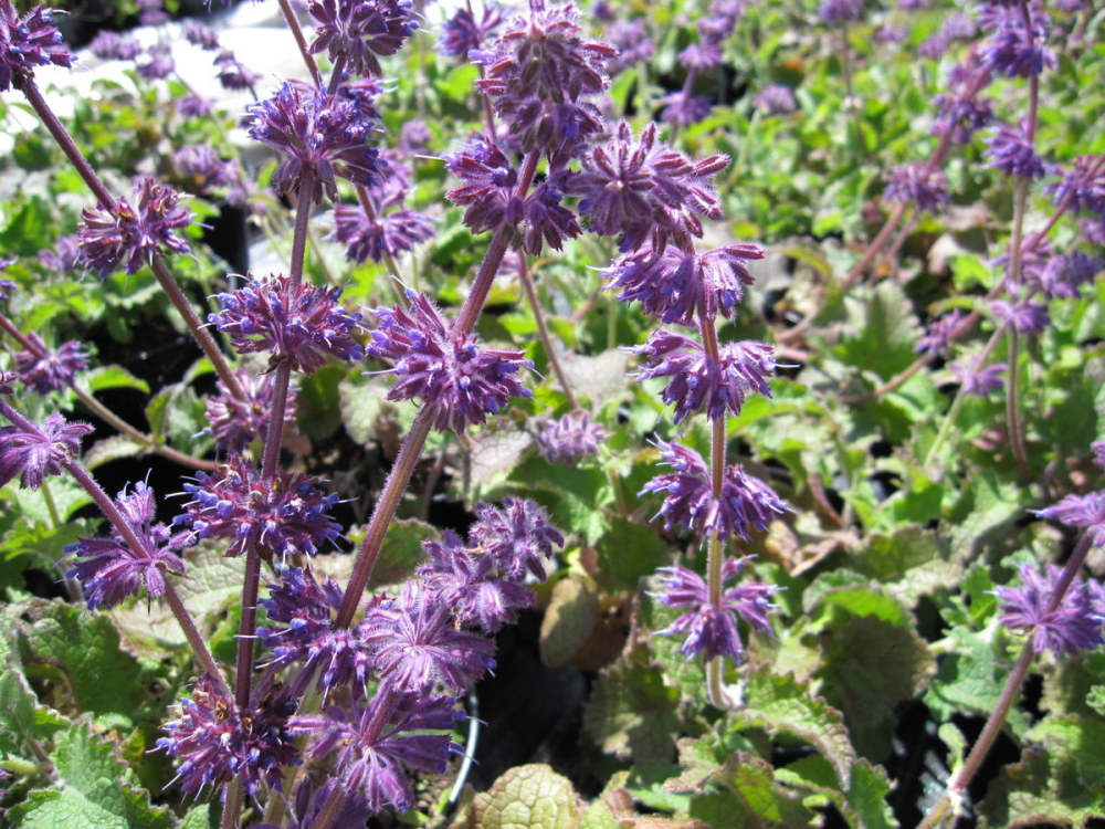 Salvia verticillata 'Purple Rain' - 9cm pot