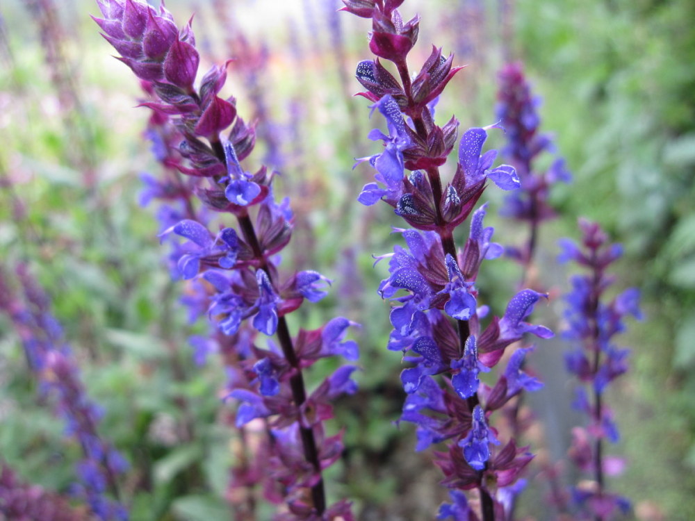 Salvia nemorosa 'Caradonna' - 2 litre pot