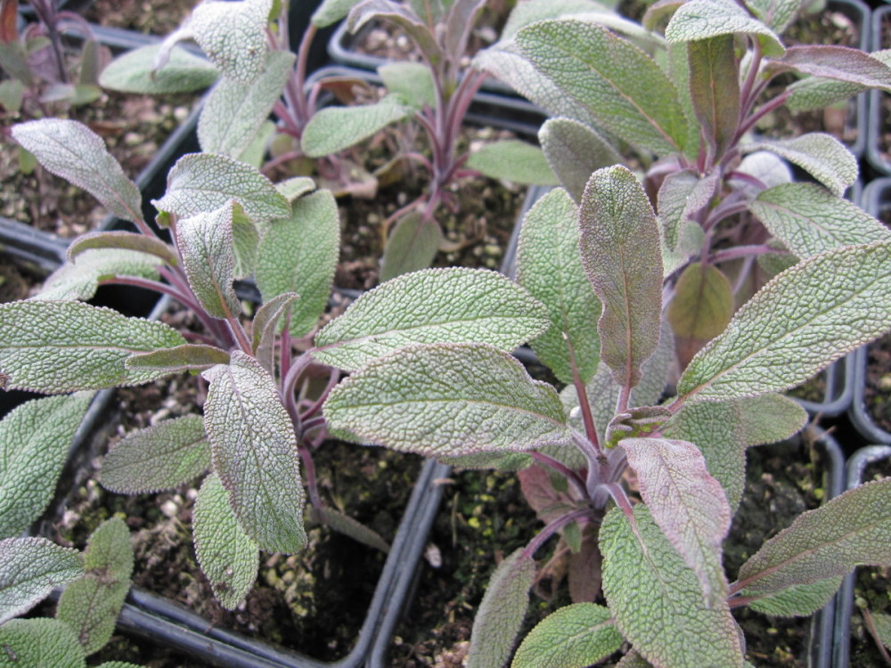 Sage, Purple - 9cm pot