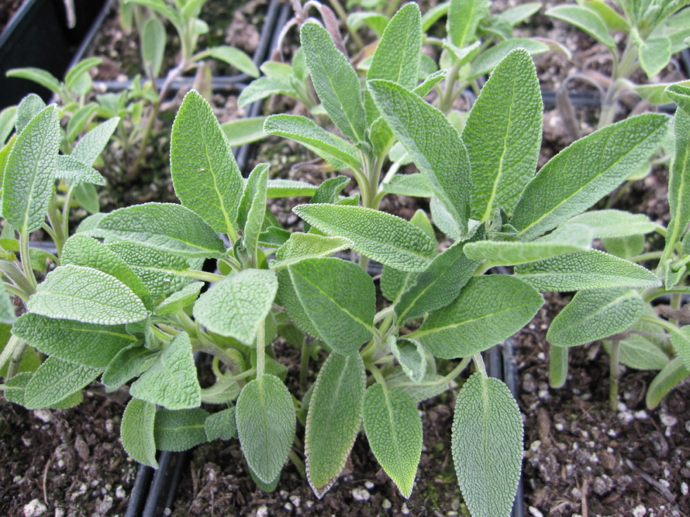 Sage, Common - 9cm pot