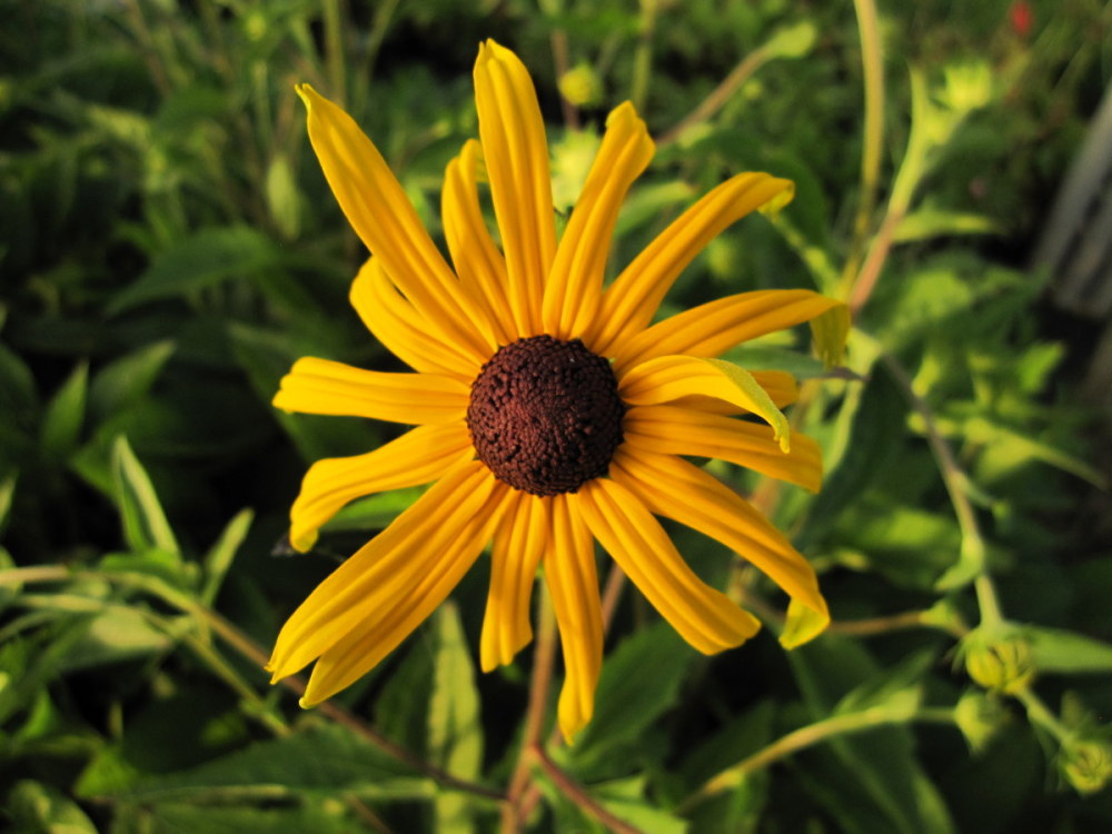 Rudbeckia fulgida var. sullivantii 'Goldsturm' - 2 litre pot