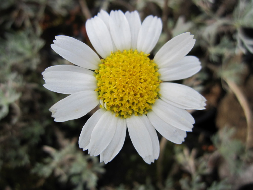 Rhodanthemum hosmariense - 9cm pot