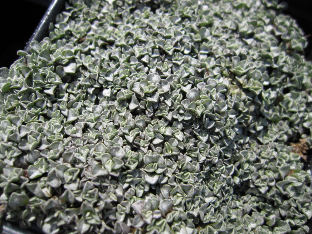 Raoulia australis - 9cm pot