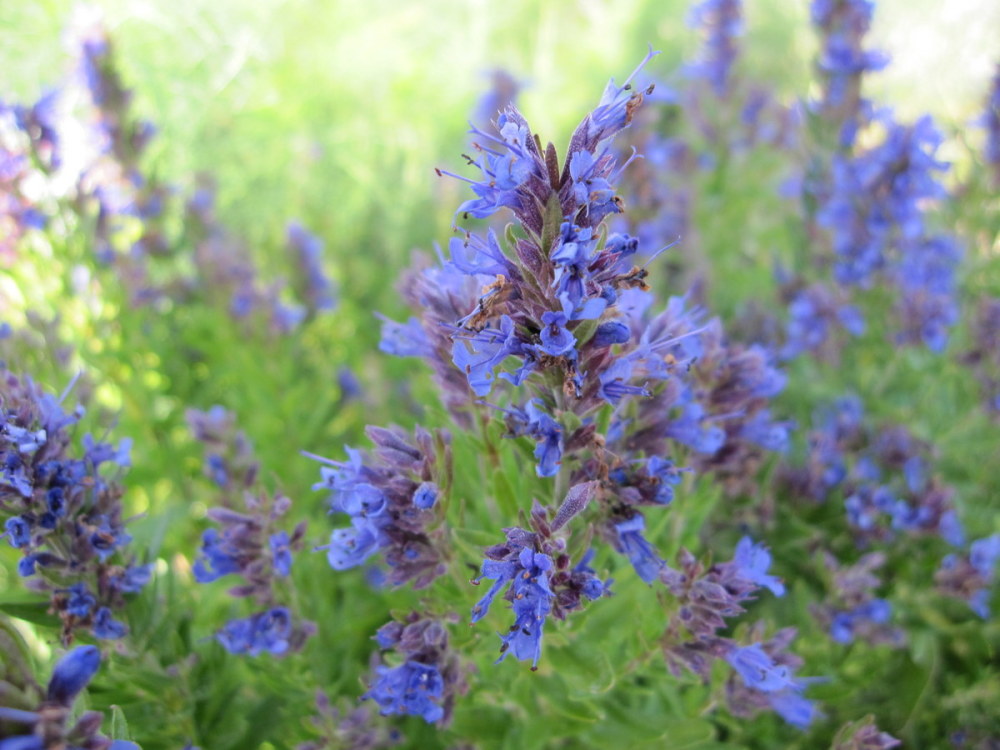 Hyssop, Blue - 9cm pot