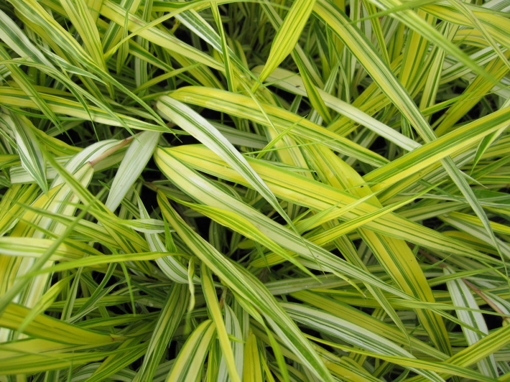 Hakonechloa macra 'Aureola' - 9cm pot